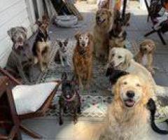 Best dog daycare in Ladds Addition